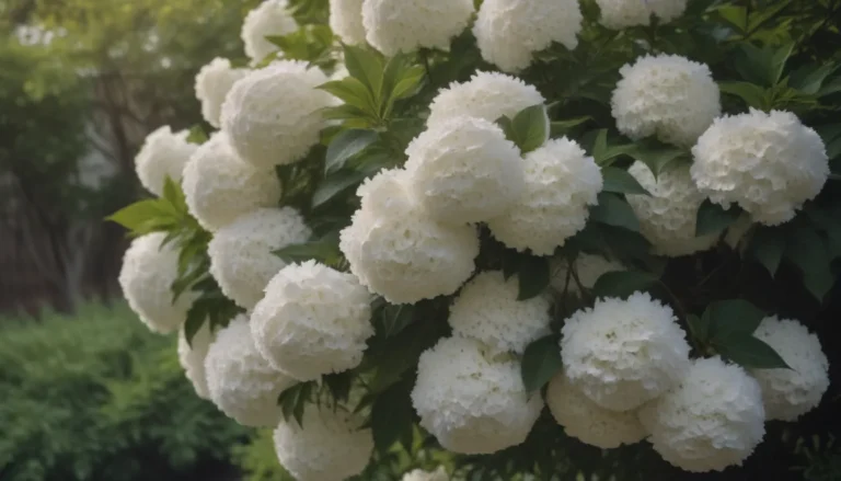 Comprehensive Guide to Growing and Caring for Snowball Bush Viburnum