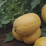 A Comprehensive Guide to Growing Spaghetti Squash in Your Garden