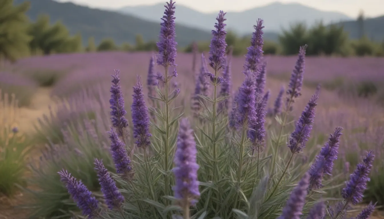 The Ultimate Guide to Growing and Caring for Spanish Lavender