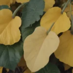 How to Address Yellow Leaves on Your Squash Plants: A Comprehensive Guide