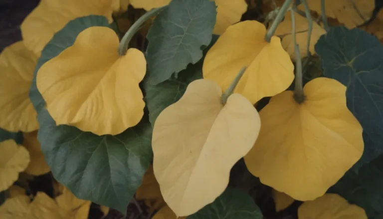 How to Address Yellow Leaves on Your Squash Plants: A Comprehensive Guide