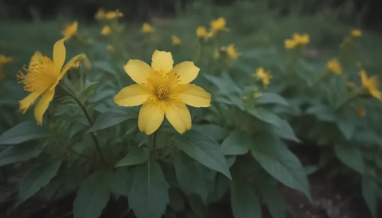 The Ultimate Guide to Growing and Caring for St. John’s Wort