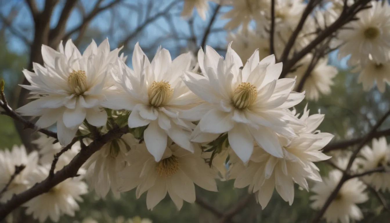 The Ultimate Guide to Growing and Caring for Star Magnolia