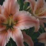 A Comprehensive Guide on How to Grow and Care for 'Stargazer' Lily