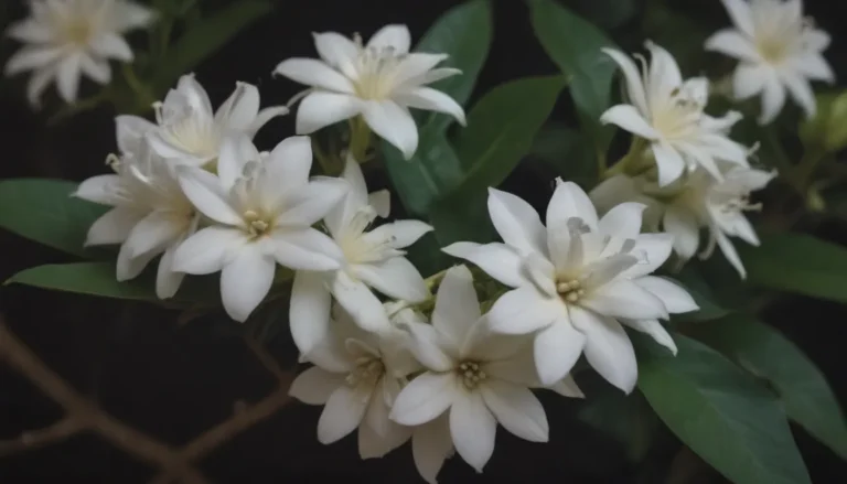 Ultimate Guide: Growing and Caring for Stephanotis (Madagascar Jasmine)