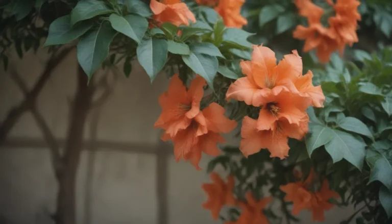 The Ultimate Guide to Growing and Caring for Trumpet Vine