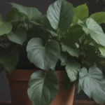 The Ultimate Guide to Growing and Caring for the Strawberry Shake Philodendron