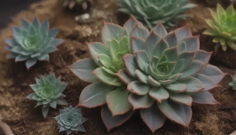 The Ultimate Guide to Succulent Potting Soil