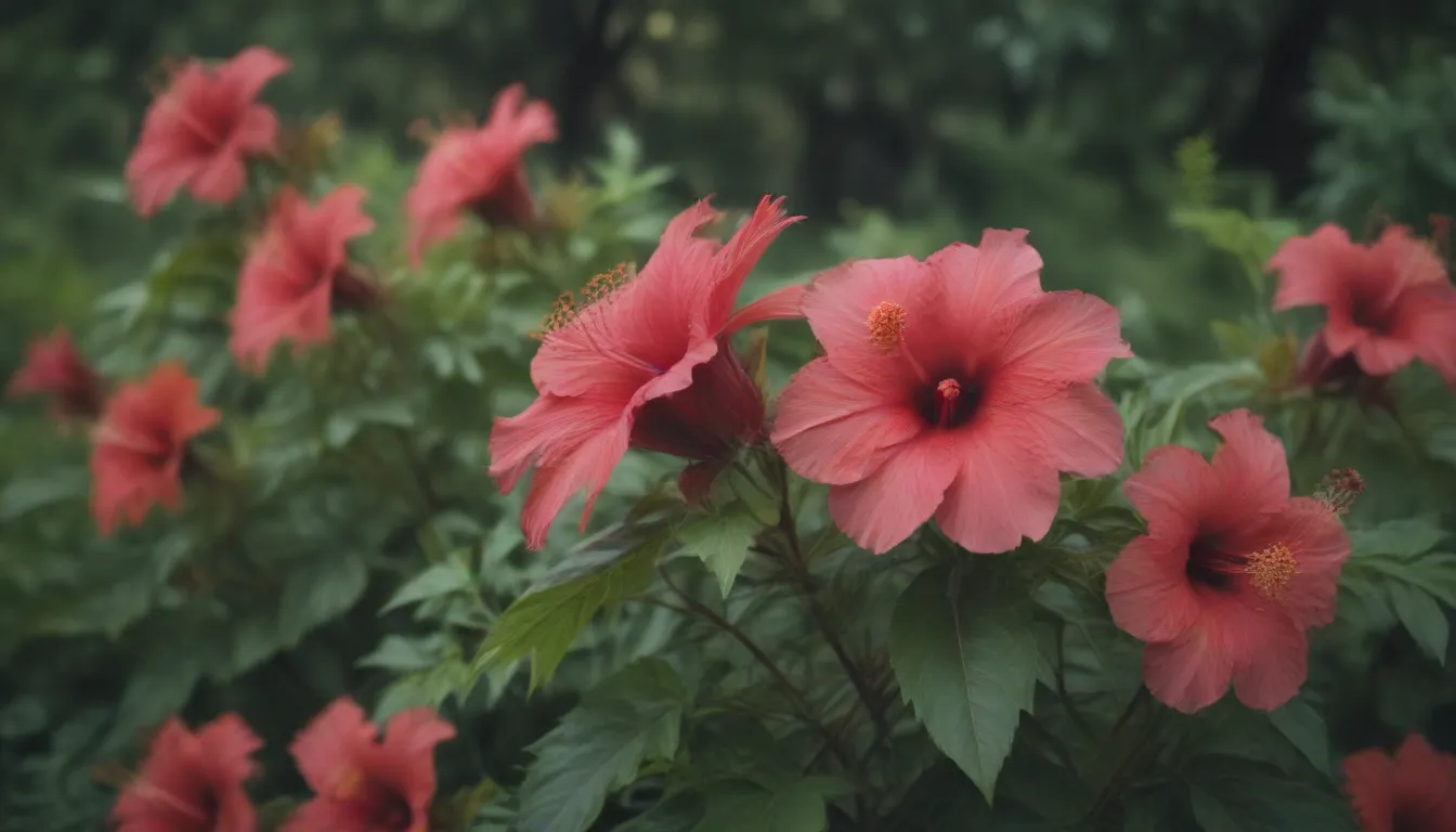 Comprehensive Guide on Growing & Caring for Swamp Hibiscus