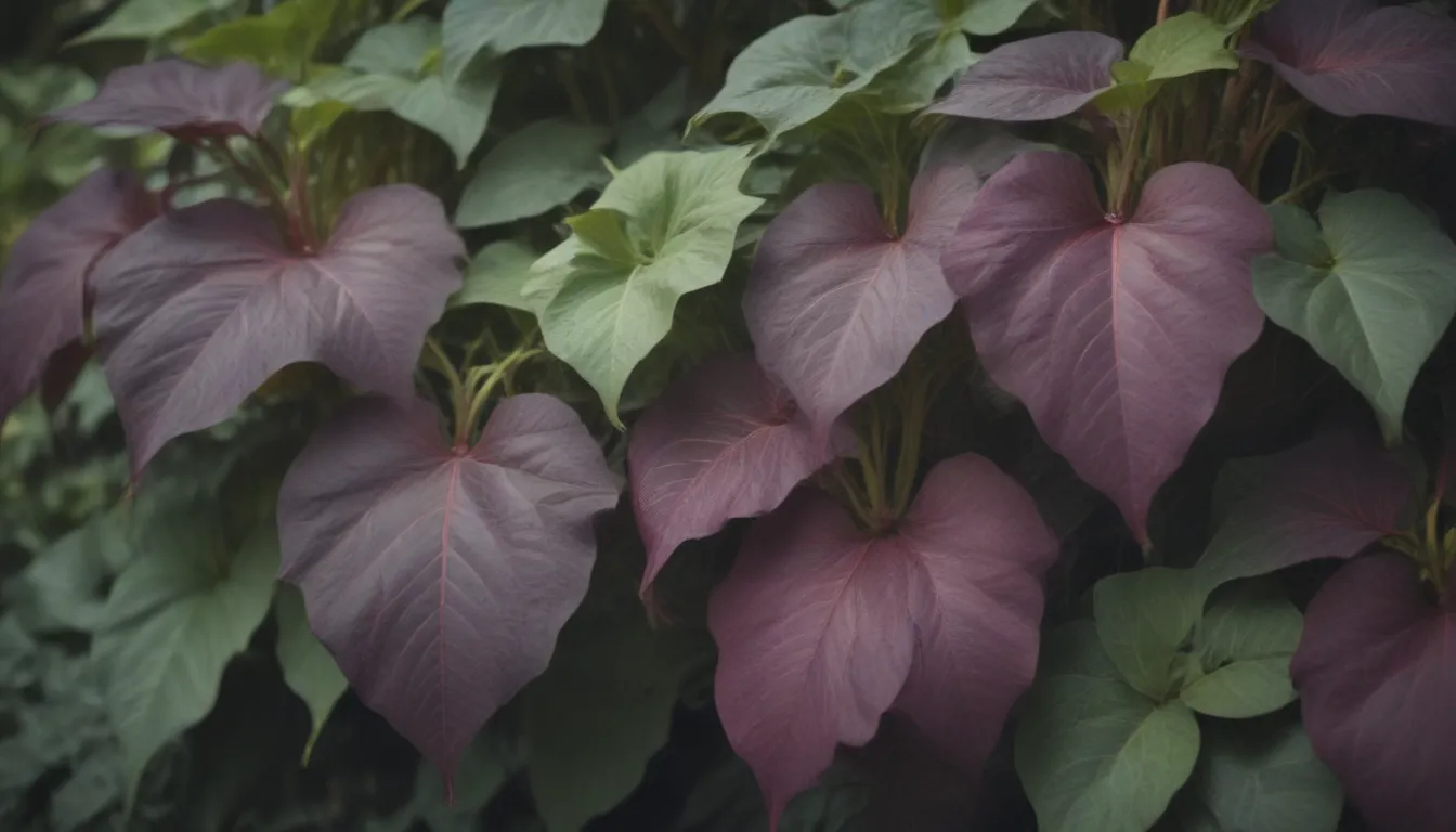 The Ultimate Guide to Growing and Caring for Sweet Potato Vine