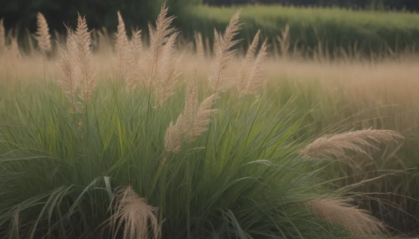 The Ultimate Guide on Growing and Caring for Switchgrass