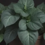 Ultimate Guide to Growing and Caring for Syngonium Albo