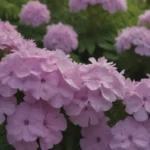 A Comprehensive Guide to Growing and Caring for Garden Phlox