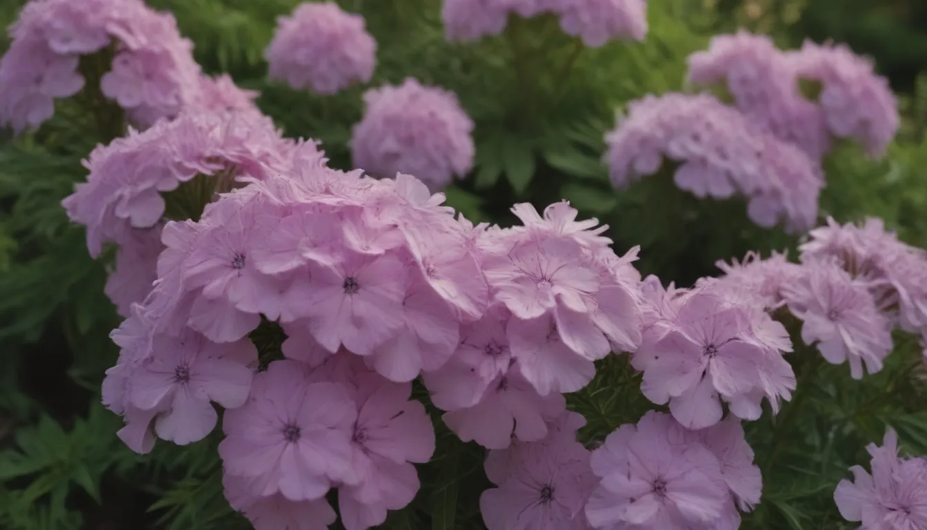 A Comprehensive Guide to Growing and Caring for Garden Phlox