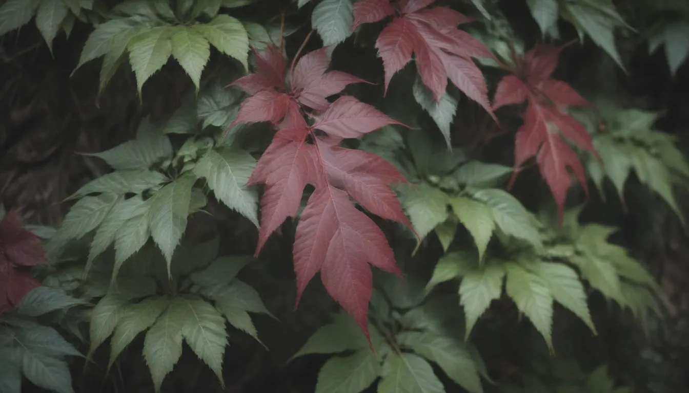 A Comprehensive Guide to Growing and Caring for Virginia Creeper