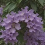 Comprehensive Guide on Growing and Caring for Texas Mountain Laurel