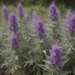 The Ultimate Guide on Growing and Caring for Texas Sage