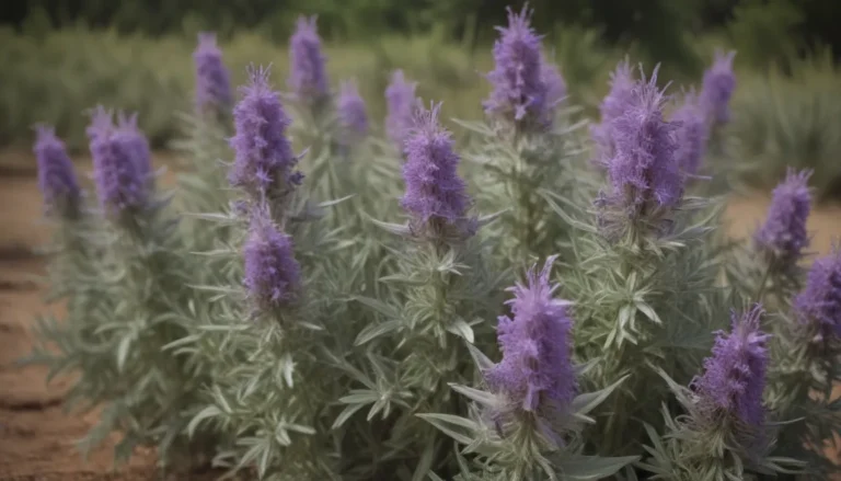 The Ultimate Guide on Growing and Caring for Texas Sage