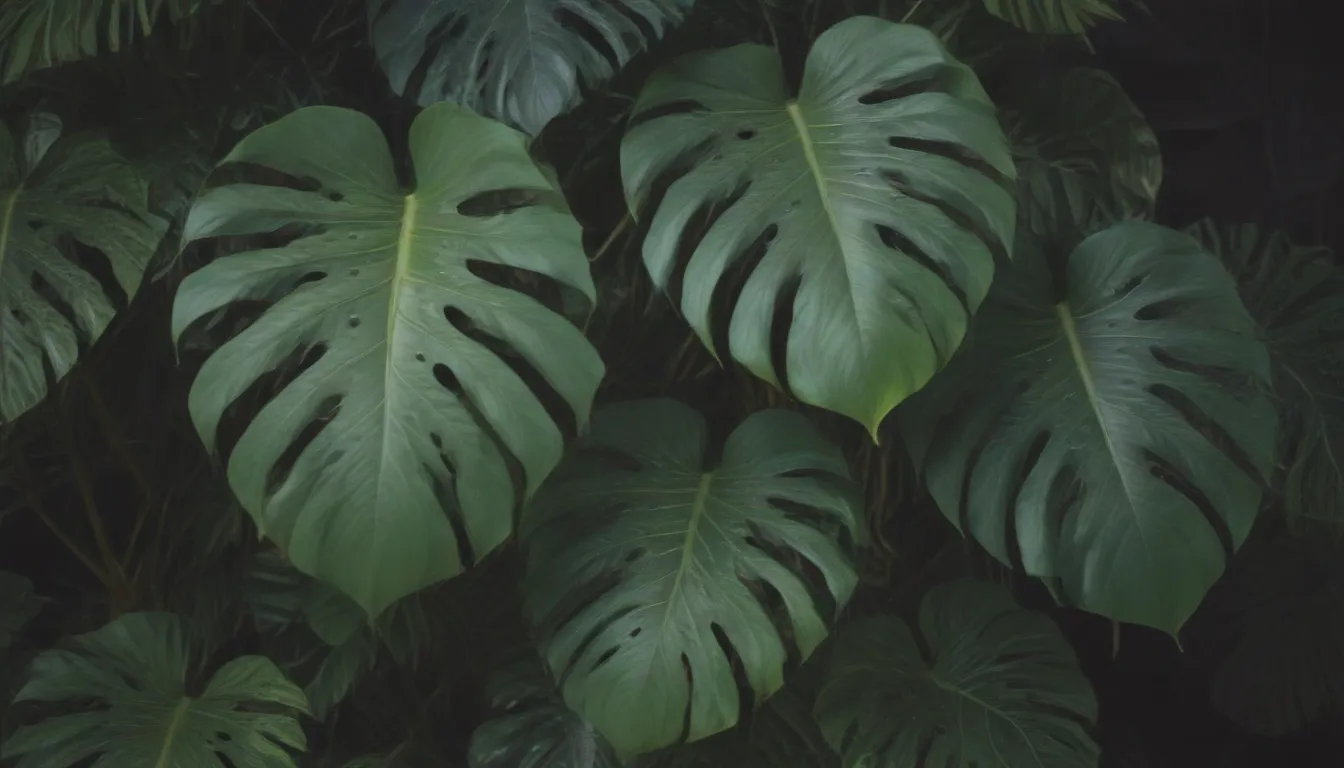 Ultimate Guide to Growing and Caring for Thai Constellation Monstera Like a Pro