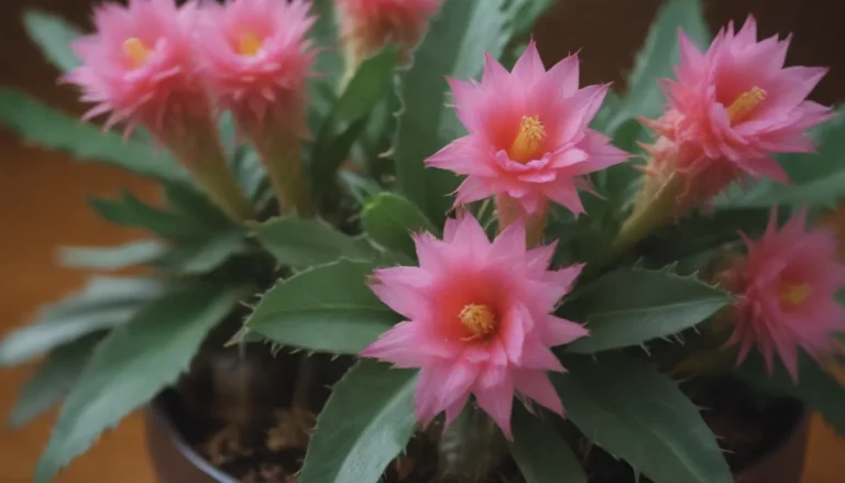 Everything You Need to Know About Growing and Caring for the Thanksgiving Cactus