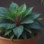 Ultimate Guide to Growing and Caring for Ti Plant (Good Luck Plant)