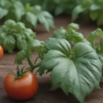 The Ultimate Guide to Understanding and Fixing Tomato Leaf Curling Issues