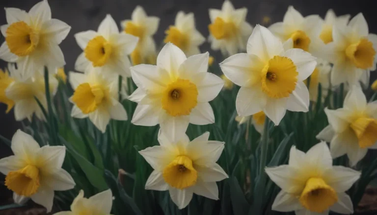 Discover the Beauty of Daffodils: A Comprehensive Guide to 15 Dazzling Varieties