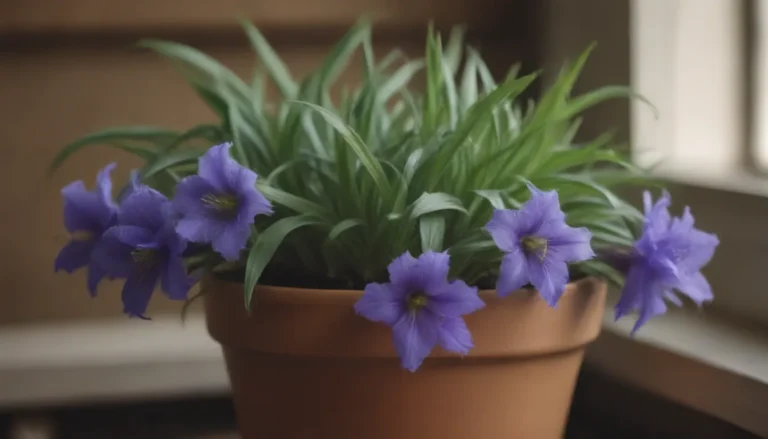 A Comprehensive Guide to Growing and Caring for Spiderwort Plants Indoors