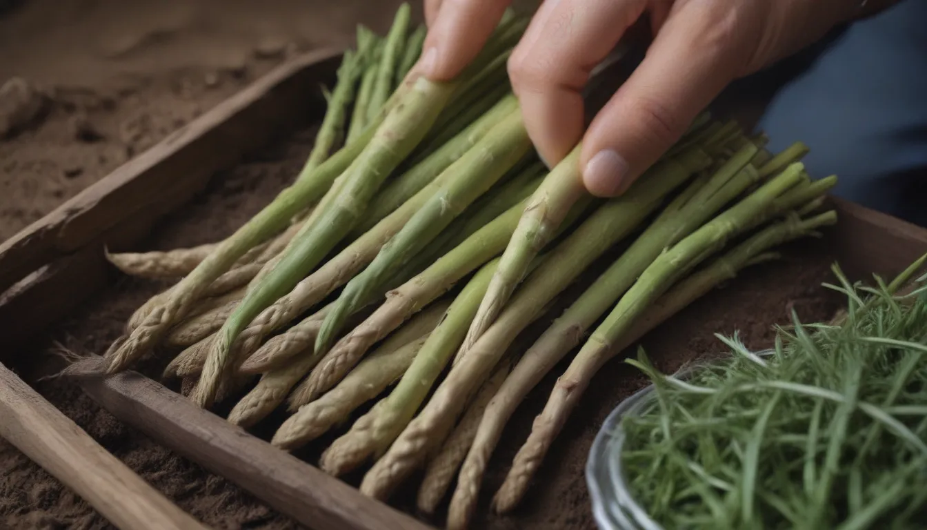 The Ultimate Guide to Transplanting Asparagus: Tips and Care