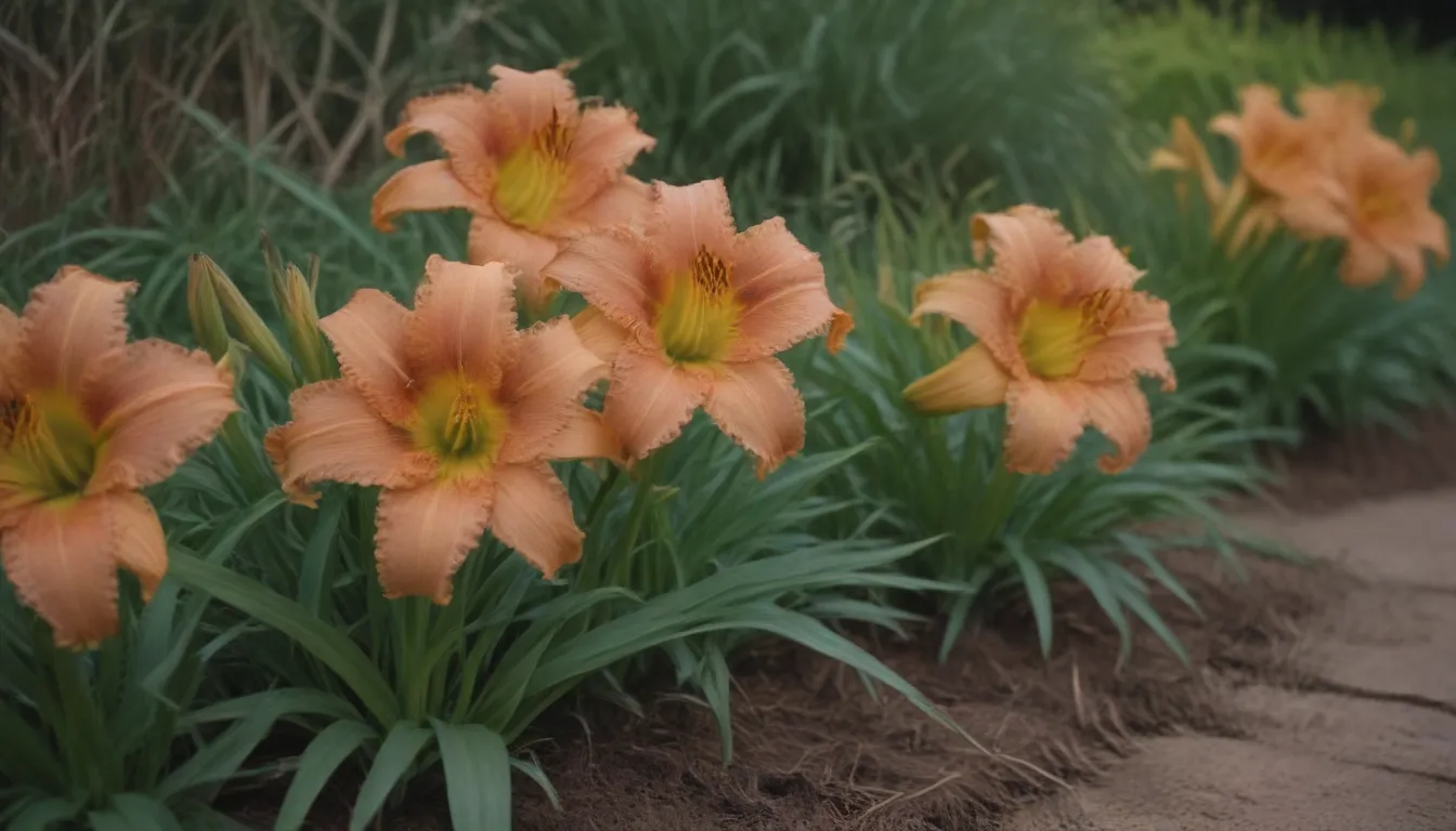 The Complete Guide to Dividing and Transplanting Daylilies