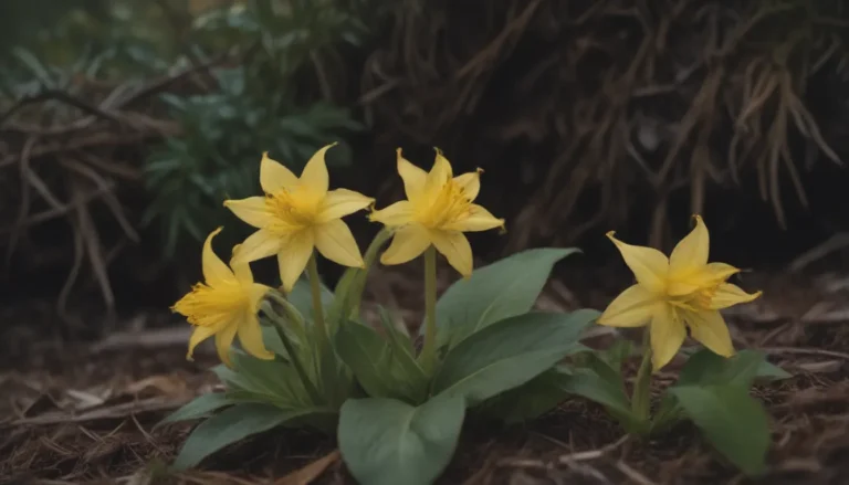 The Ultimate Guide to Growing and Caring for Yellow Trout Lily