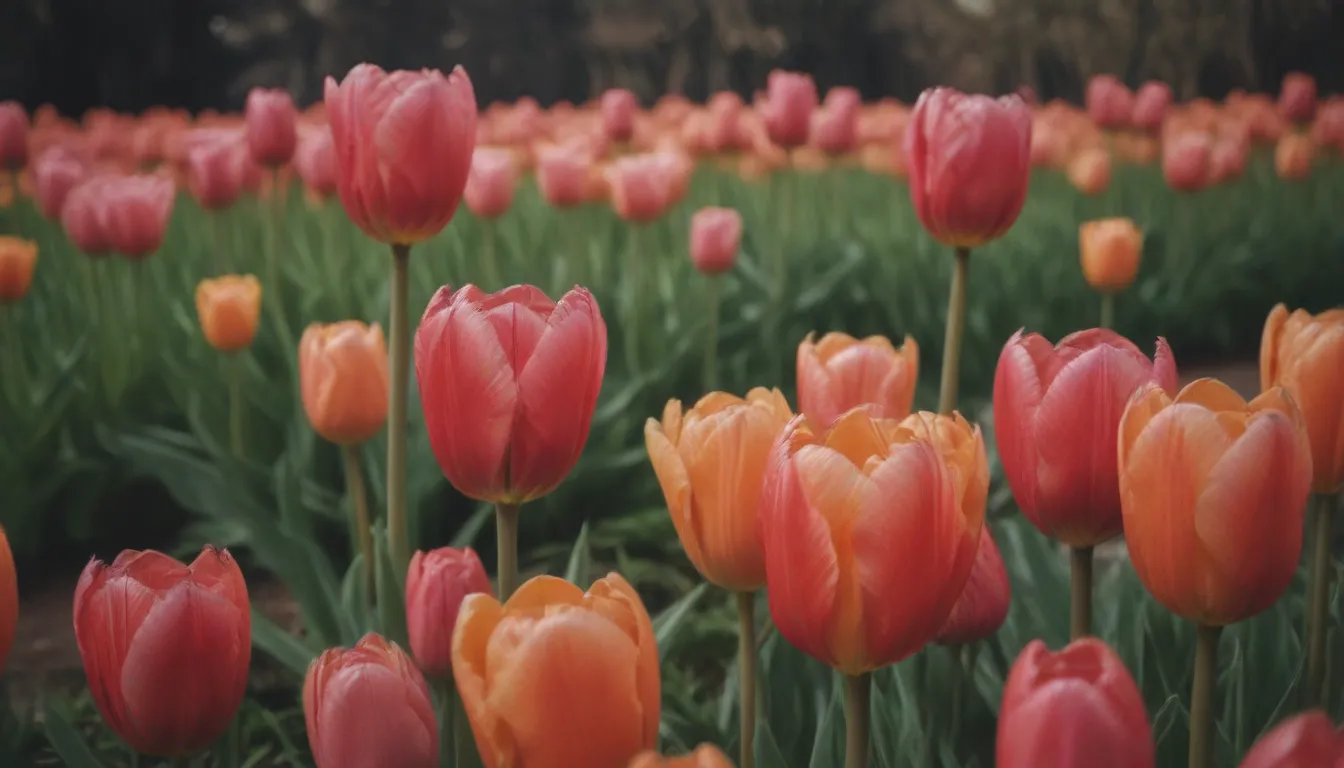 Everything You Need to Know About Planting, Growing, and Caring for Beautiful Tulip Flowers