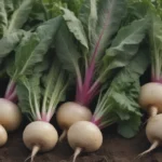 The Ultimate Guide to Growing Turnips in Your Garden: Planting, Care, and Harvesting Tips