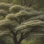 The Ultimate Guide to Dogwood Trees and Shrubs: Everything You Need to Know