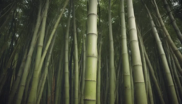 A Comprehensive Guide to Growing Different Types of Bamboo at Home