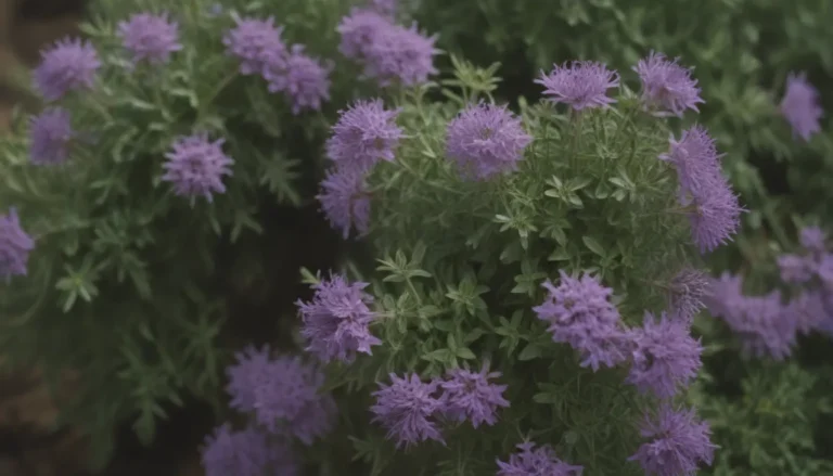 Everything You Need to Know About Growing and Caring for Creeping Thyme