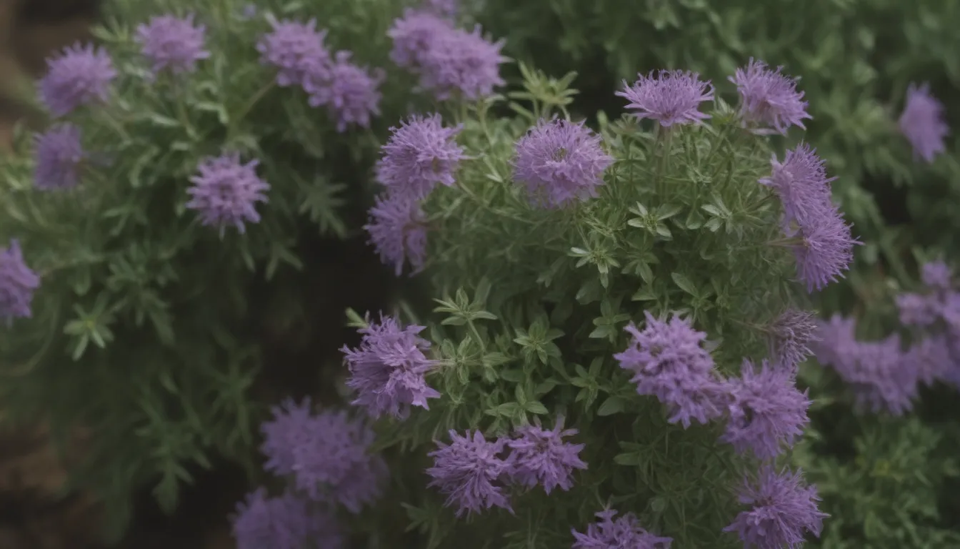 Everything You Need to Know About Growing and Caring for Creeping Thyme