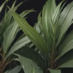 Everything You Need to Know About Dracaena Plants