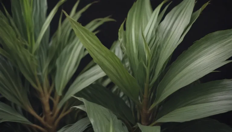 Everything You Need to Know About Dracaena Plants