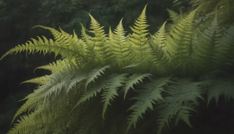 35 Fern Varieties to Elevate Your Home and Garden