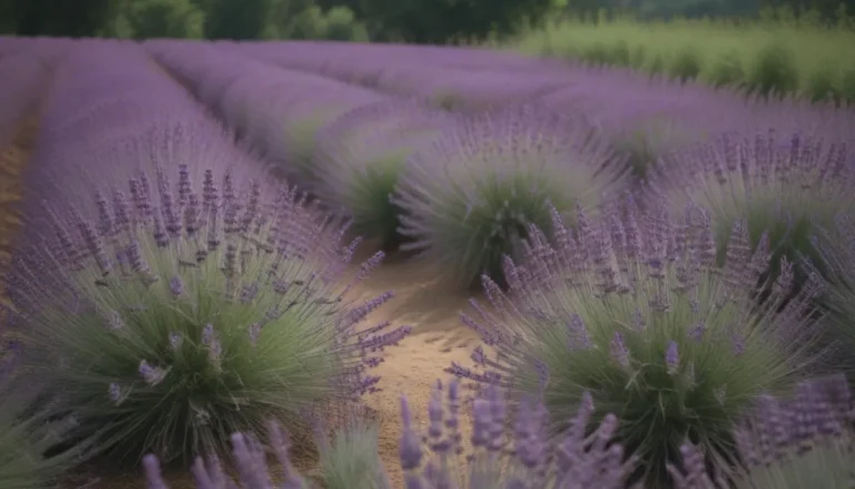 A Beginner’s Guide to Lavender Varieties: How to Choose the Perfect Lavender for Your Garden