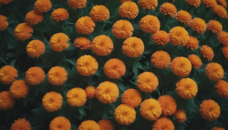 Explore the World of Marigolds and Their Pest-Repelling Powers