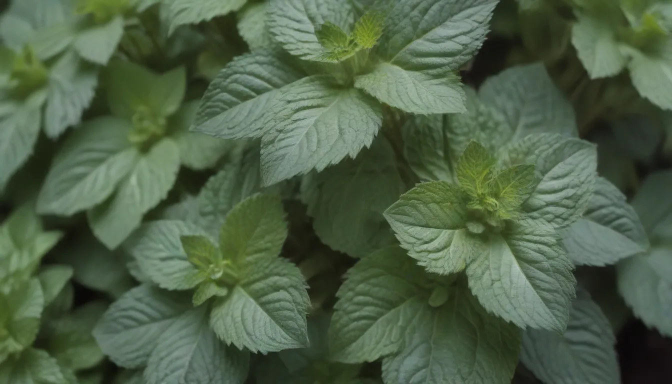 The Ultimate Guide to Growing Different Types of Mint in Your Garden