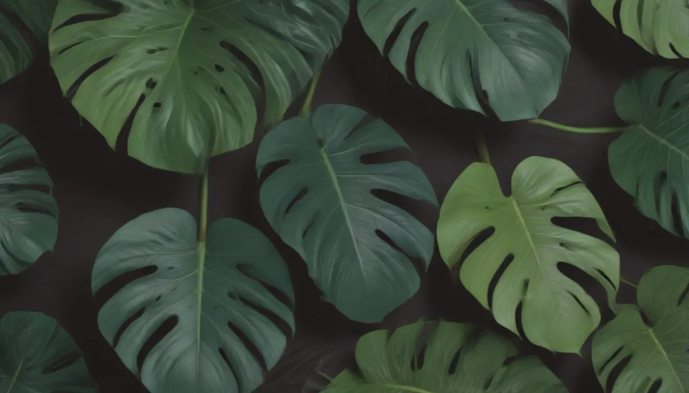 The Ultimate Guide to Growing Different Types of Monstera Plants