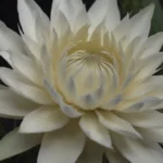 The Beauty of Night Blooming Cereus: A Guide to 10 Spectacular Varieties