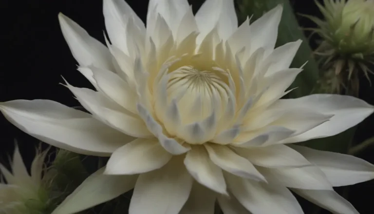 The Beauty of Night Blooming Cereus: A Guide to 10 Spectacular Varieties