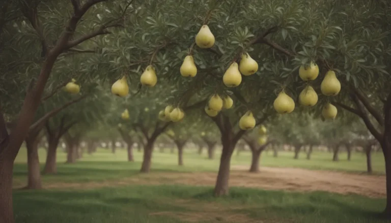 A Comprehensive Guide to 12 Varieties of Pear Trees Perfect for Your Yard