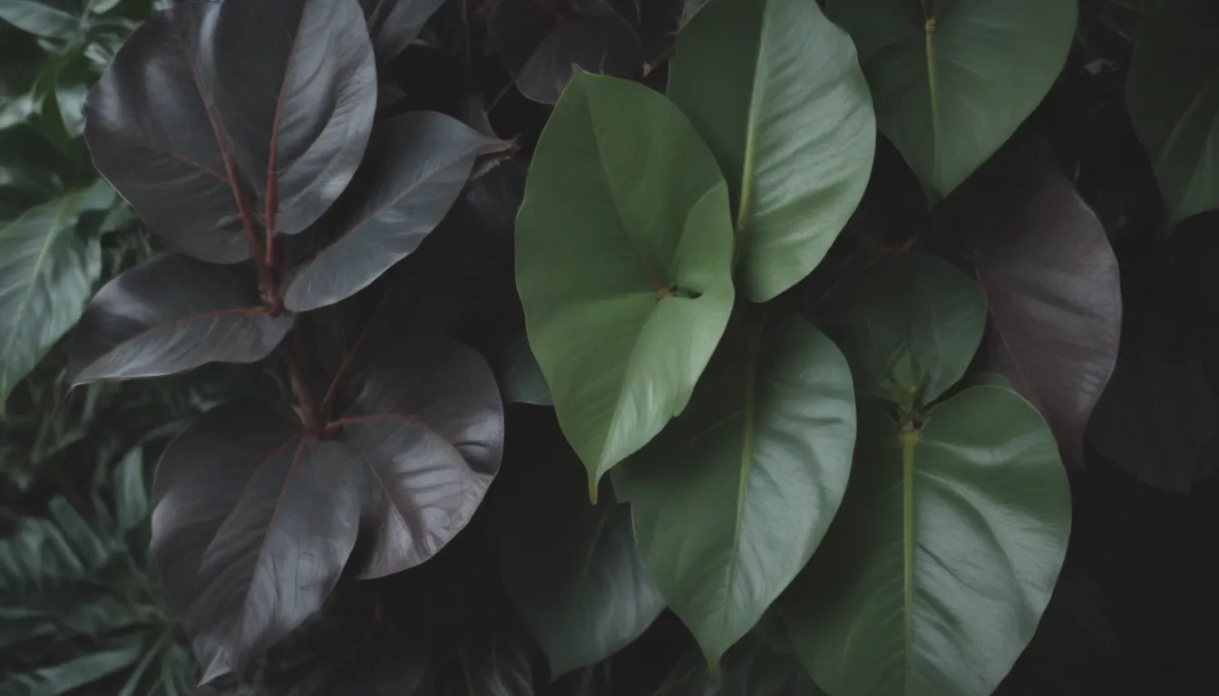 A Comprehensive Guide to 10 Types of Rubber Plants For Your Home