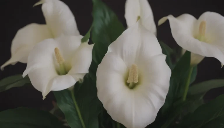 Comprehensive Guide to Growing and Caring for Variegated Peace Lily ‘Domino’