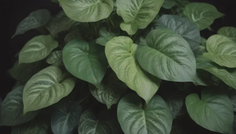 A Comprehensive Guide to Growing and Caring for Variegated Pothos Plants